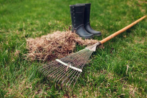 Grass Dethatching Service