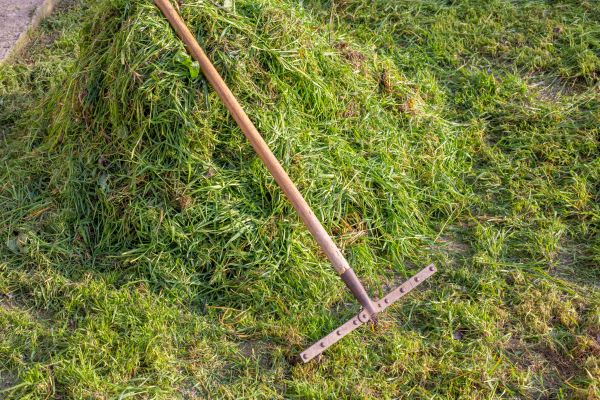 Lawn Thatch Eradication