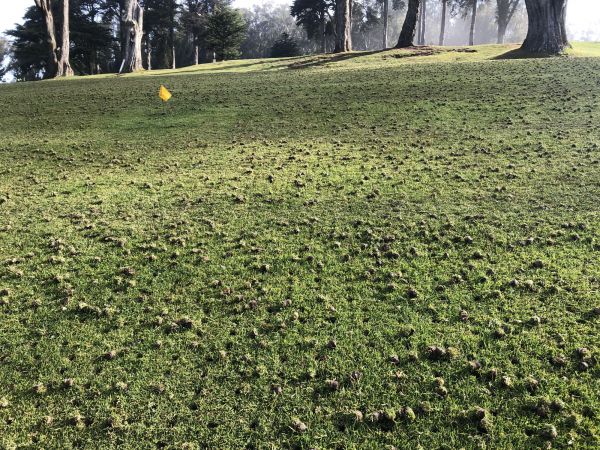 Spring Lawn Aeration Service